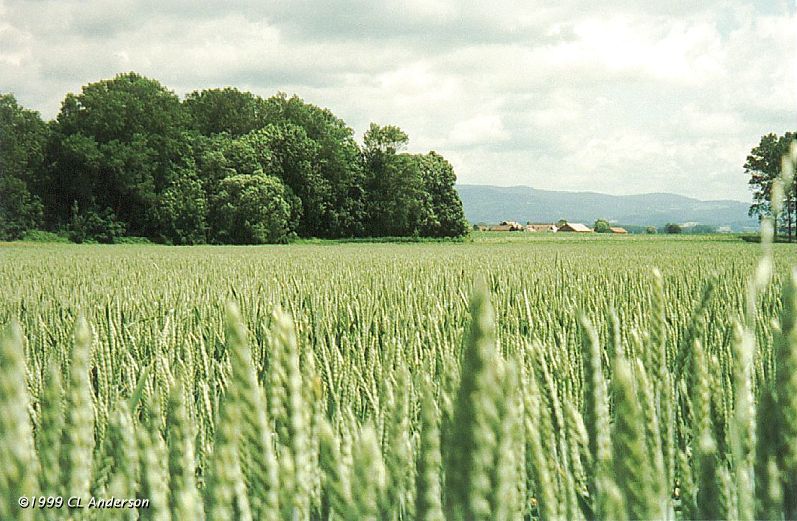 Barley in Bavaria (Bayerner Gerste)
