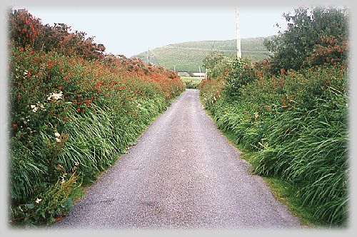 Narrow Irish Road